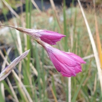 Dierama 'Blackberry Bells'